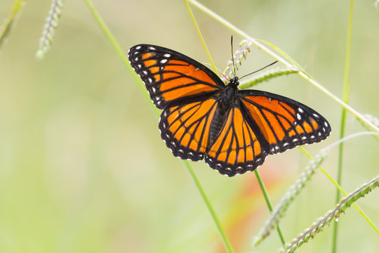Viceroy Butterfly