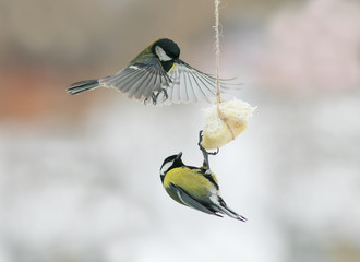  birds chickadees landed on the feeder for the bacon and fight