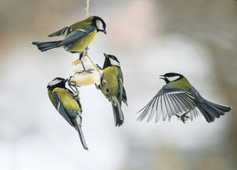 Naklejka premium little hungry birds Tits on the bird feeder eating fat
