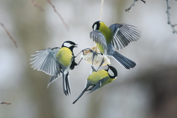 little  birds Tits on the bird feeder eating fat