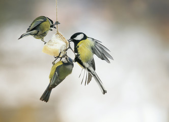 three little hungry birds Tits on the bird feeder eating fat