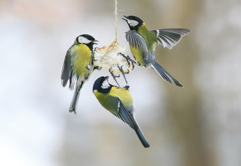 three little hungry birds Tits on the bird feeder eating fat