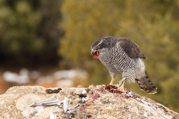 Goshawk into the snow