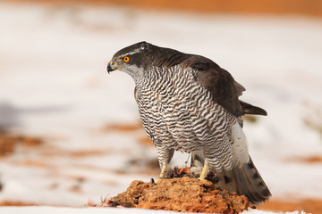 Goshawk into the snow