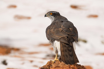 Goshawk into the snow