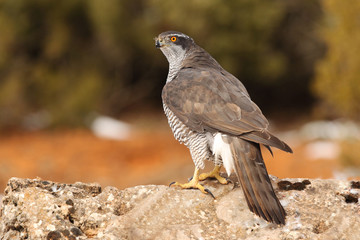Goshawk into the snow