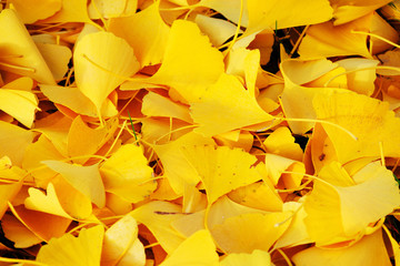 Yellow ginkgo leaves after rain in the evening light
