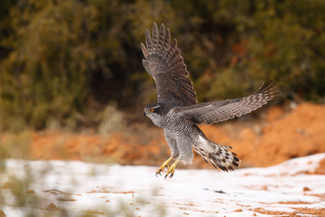 Goshawk into the snow
