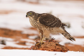 Goshawk into the snow