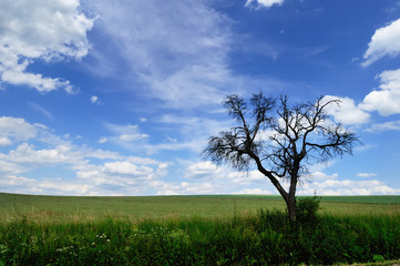 Summer landscape with branchy dead tree in the green meadow against a picturesque cloudy sky on a perfect sunny day

