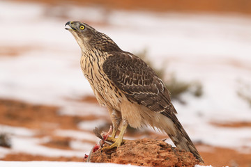 Goshawk into the snow
