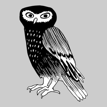 Hand drawn doodle of the owl.