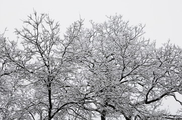 Fototapeta na wymiar snow covered tree top 