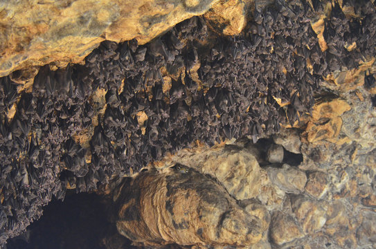 bats in the hindu temple cave, Bali, Indonesia