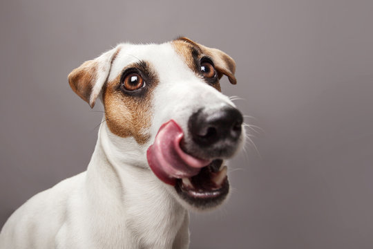 Licking dog with long tongue
