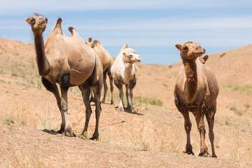Camels in Gobi Desert