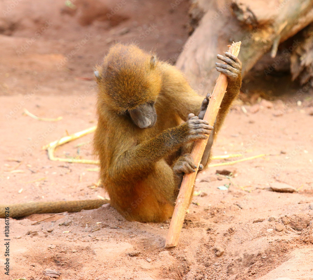 Leinwandbilder the gelada baboon (theropithecus gelada). monkey working with primitive tool. behavior in wildlife. 