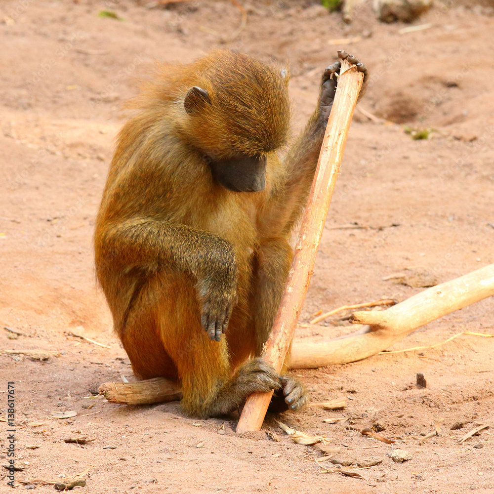 Leinwandbilder the gelada baboon (theropithecus gelada). monkey working with primitive tool. behavior in wildlife. 