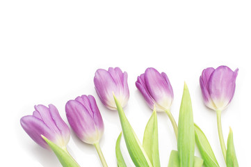 bunch of purple tulips on white