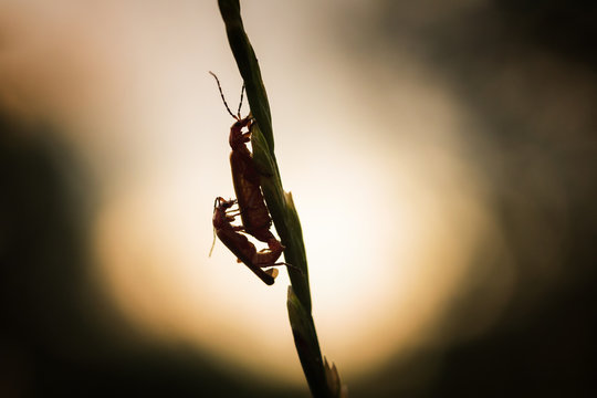 Les amoureux