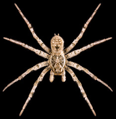 Wolf Spider Lycosa singoriensis male on black background, front view of spider.
