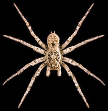 Wolf Spider Lycosa singoriensis male on black background, front view of spider.