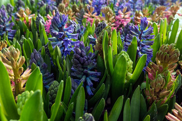 Colored hyacinths in spring