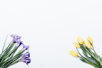 Purple irises and yellow tulips on white background