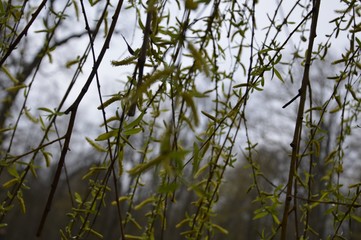 willow branches with green leafs