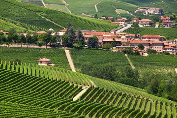Fototapeta na wymiar Rural houses and green vineyards of Piedmont, Italy.