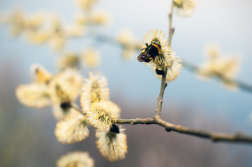 Willow branches with buds. Early spring forest blooms with willow tree flowers and bumblebee.