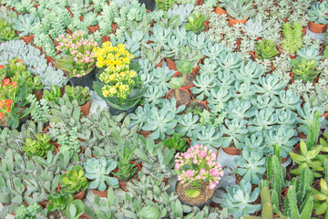 succulent  cactus in pot