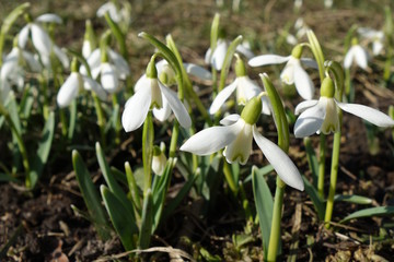Group of snowdrop flowers on field in the spring sunlight