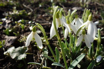 Group of snowdrop flowers on field in the spring sunlight