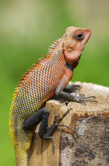 Lizard sitting on a tree stump.