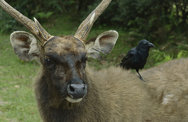 Crow sitting in a deer on his back.