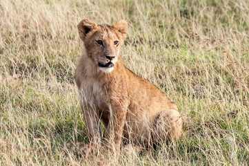 Lone Lion Cub