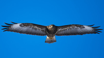 Buzzard flying on a clear blue sky
