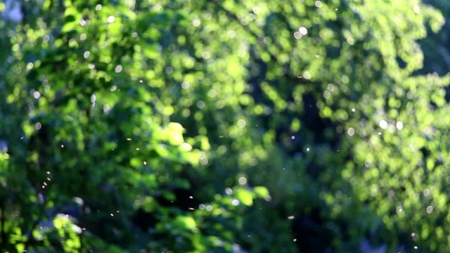 Beautiful green nature background. Real time full hd video footage of fresh foliage in spring or summer sunset light and many blurred flying insects over leaves of trees.