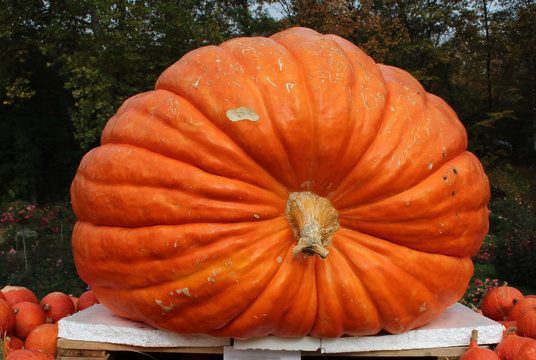 Pumpkins / Multicolored decorative pumpkins on autumn festival