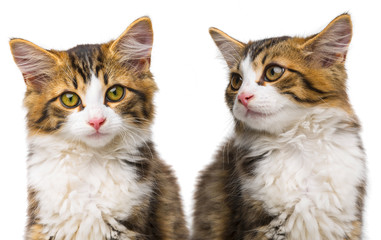 cute little long haired maine cats