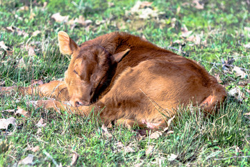 Red calf sleeping in a pasture