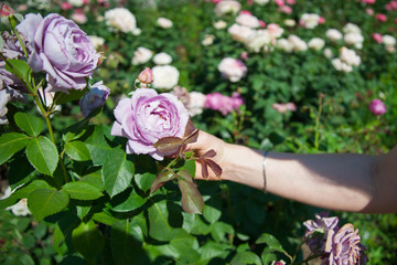 Rose garden