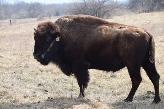 Buffalo