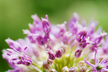 closeup purple  flower. floral  spring background. picture with soft focus