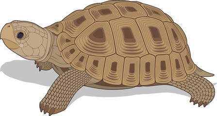 Naklejka premium wektorowa ilustracja żółwia stepowego