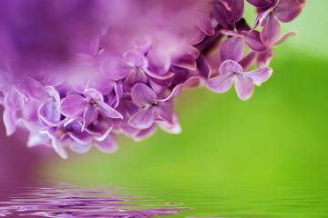 Fototapeta na wymiar closeup purple flower. floral spring background. picture with soft focus