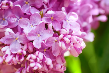 closeup  violet spring  lilac flowers. natural floral background