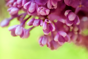 Fototapeta na wymiar closeup violet spring lilac flowers. natural floral background