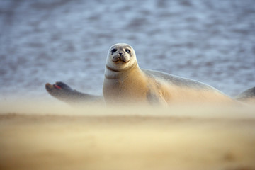 Common Seal Phoca vitulin on the edge of Wells channel Norfolk © Ernie